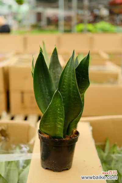 虎皮兰叶子倒了怎么办