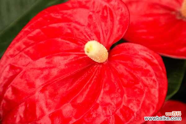 红掌叶子烂了是什么原因