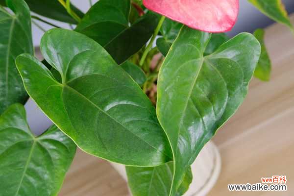 红掌叶子烂了是什么原因