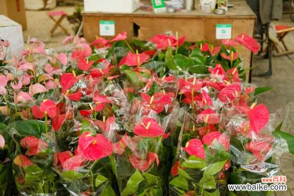 红掌叶子中间发黑干枯怎么办