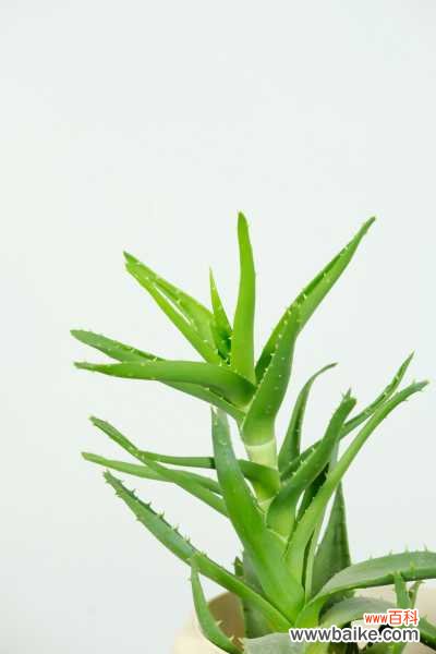 芦荟叶子枯萎怎么处理