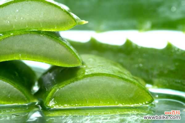 芦荟叶子枯萎怎么处理