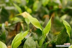 白掌叶子尖像烧焦了怎么办