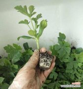 西瓜种植技巧与时间掌握，让你收获满满； 如何种植出丰硕的西瓜？