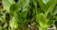 一步步教你打造绿色家居 如何正确养护土栽富贵竹