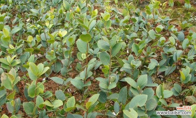 掌握油茶种植技巧,开创新农业时代 如何种植油茶