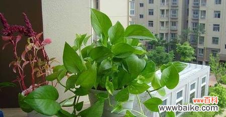 成为花卉爱好者,从小家碧玉开始 如何养护小家碧玉花卉