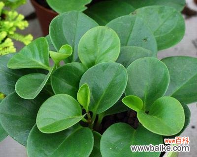 成为花卉爱好者,从小家碧玉开始 如何养护小家碧玉花卉