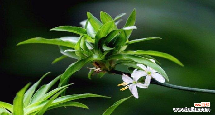 吊兰的养殖方法和注意事项 如何科学养护吊兰