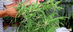 吊兰的养殖方法和注意事项 如何科学养护吊兰