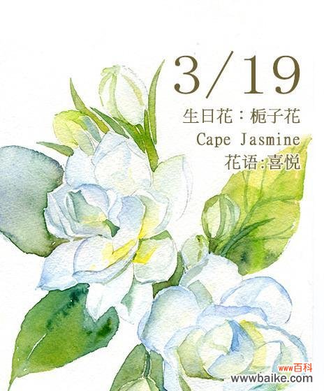 揭开孤挺花神秘的生日花语和养护技巧 探秘孤挺花