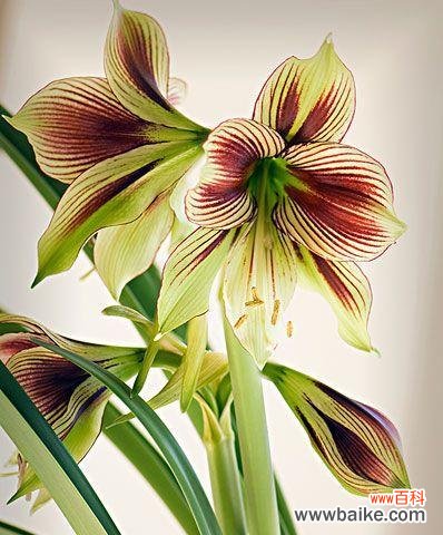 揭开孤挺花神秘的生日花语和养护技巧 探秘孤挺花