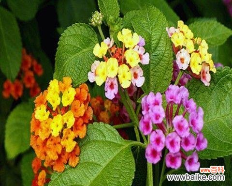 从时间、方法到注意事项,做好这些就能在春天迎来梅花盛开 梅花种子种植全攻略