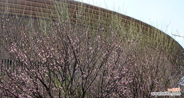 从时间、方法到注意事项,做好这些就能在春天迎来梅花盛开 梅花种子种植全攻略