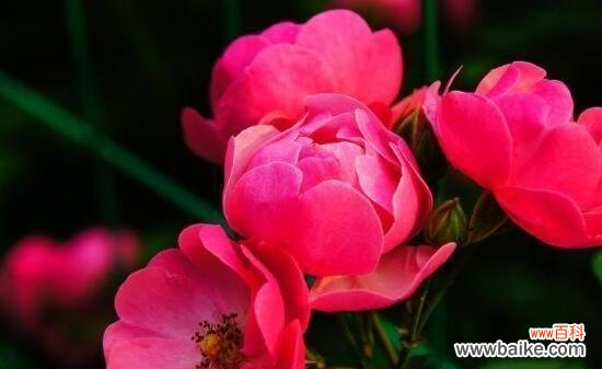 探寻野蔷薇的含义和象征 野蔷薇的花语