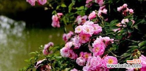 探寻野蔷薇的含义和象征 野蔷薇的花语