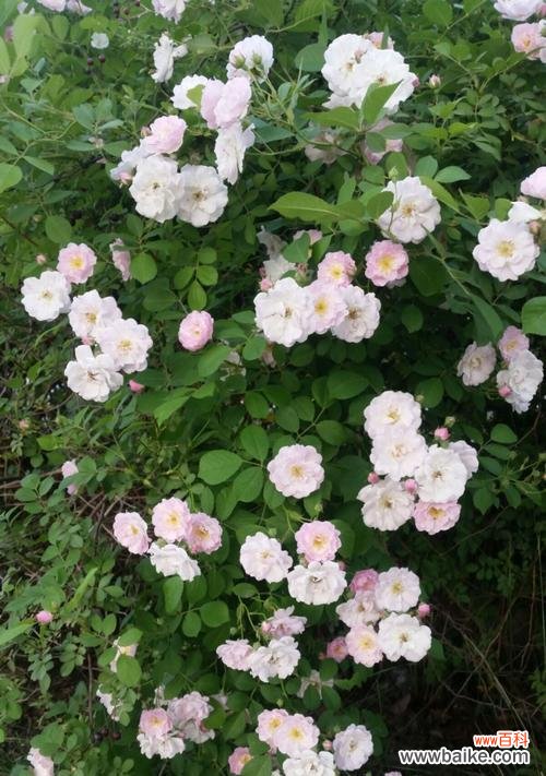 探寻野蔷薇的含义和象征 野蔷薇的花语