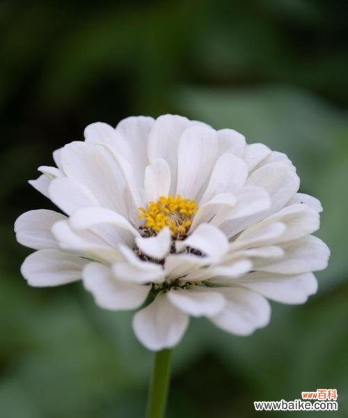 从清雅与清新到悲凉与哀思，白菊花传递出什么信息？ 深度解读白菊花的花语与寓意