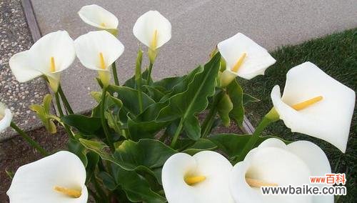 解读花语，探秘寓意 马蹄莲的花语