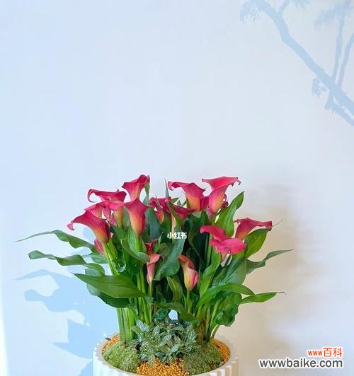 解读花语，探秘寓意 马蹄莲的花语