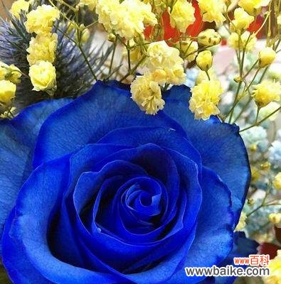 探寻蓝色玫瑰花的隐藏情感与寓意 蓝色玫瑰花的花语与象征