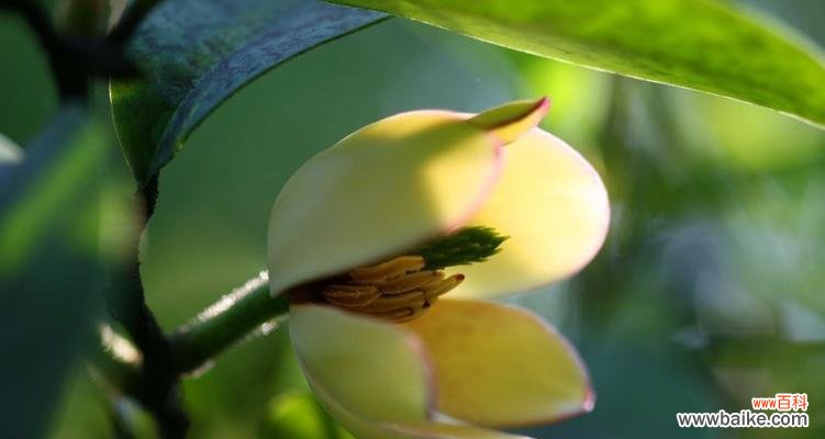 探寻含笑花背后的故事与象征 含笑花的含义与文化传承