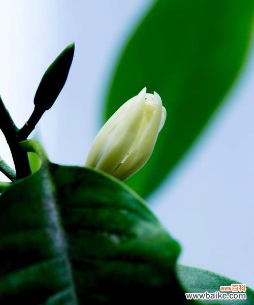 探寻含笑花背后的故事与象征 含笑花的含义与文化传承