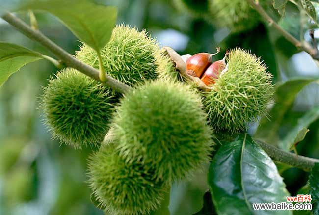 板栗怎样去皮又快又干净 板栗怎么去皮快?