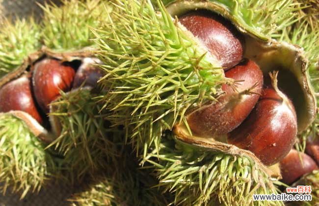 板栗怎样去皮又快又干净 板栗怎么去皮快?