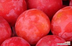 李子吃多了会死人是真的吗 李子吃多了会怎么样