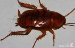 蟑螂的克星是什么东西 蟑螂怎么消灭？