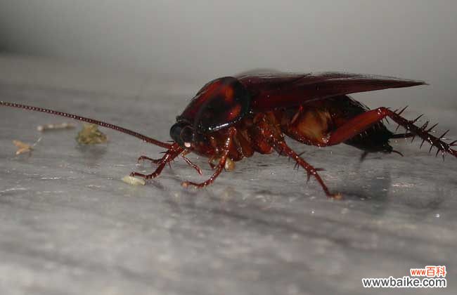 蟑螂的克星是什么东西 蟑螂怎么消灭?