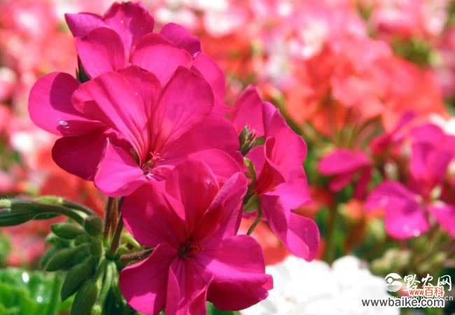 天竺葵味道致癌 天竺葵有毒吗？