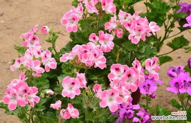 天竺葵味道致癌 天竺葵有毒吗？