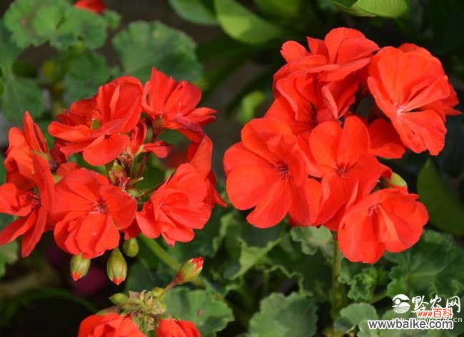 天竺葵味道致癌 天竺葵有毒吗？