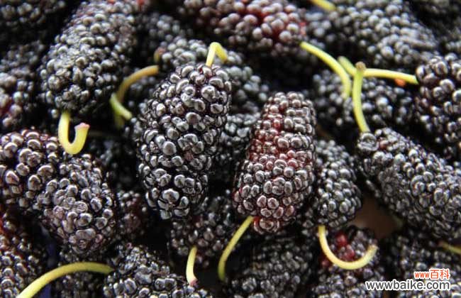 桑葚怎样可以保存一年 桑葚的保存方法