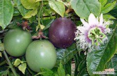 女人吃百香果的危害 百香果的挑选方法