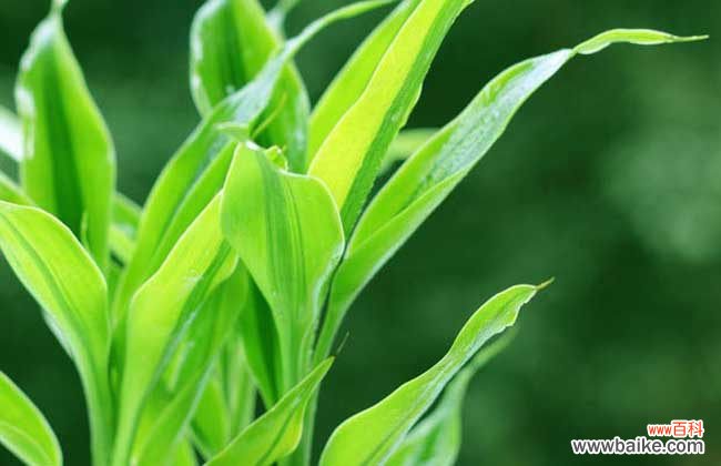 富贵竹放床头的寓意 富贵竹能放卧室吗？