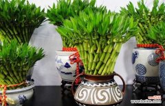 富贵竹放床头的寓意 富贵竹能放卧室吗？