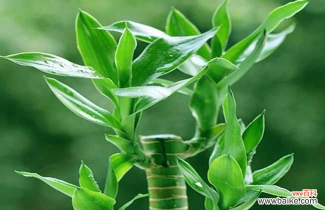 富贵竹放床头的寓意 富贵竹能放卧室吗？