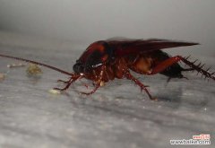 什么东西驱蟑螂效果好 家里有蟑螂怎么办才好？