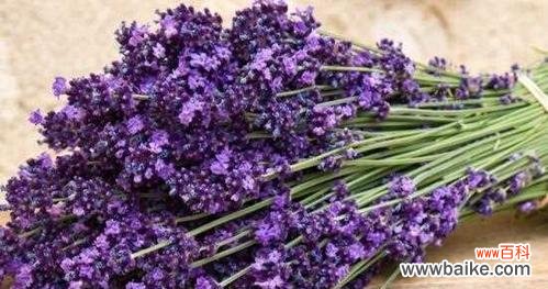 探索薰衣草的意义 薰衣草的花语与寓意