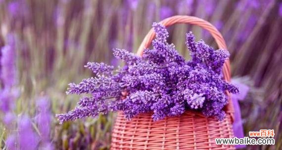 探索薰衣草的意义 薰衣草的花语与寓意