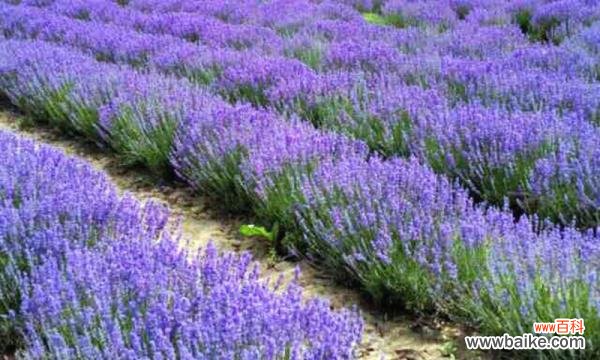 深入解读薰衣草的美丽寓意与象征意义 薰衣草的花语和象征