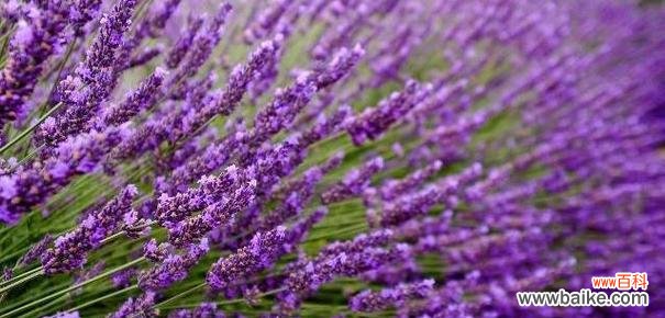 深入解读薰衣草的美丽寓意与象征意义 薰衣草的花语和象征