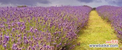 探寻紫色薰衣草的心灵之语 紫色薰衣草的花语