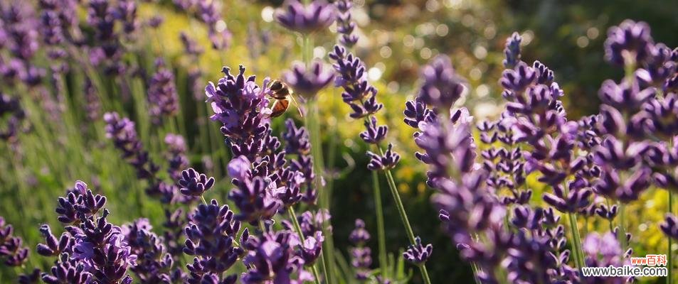 揭开薰衣草花语的神秘面纱 薰衣草的花语与意义