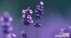 揭开薰衣草花语的神秘面纱 薰衣草的花语与意义