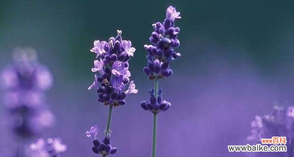 揭开薰衣草花语的神秘面纱 薰衣草的花语与意义
