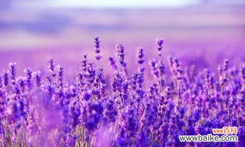 揭开薰衣草花语的神秘面纱 薰衣草的花语与意义